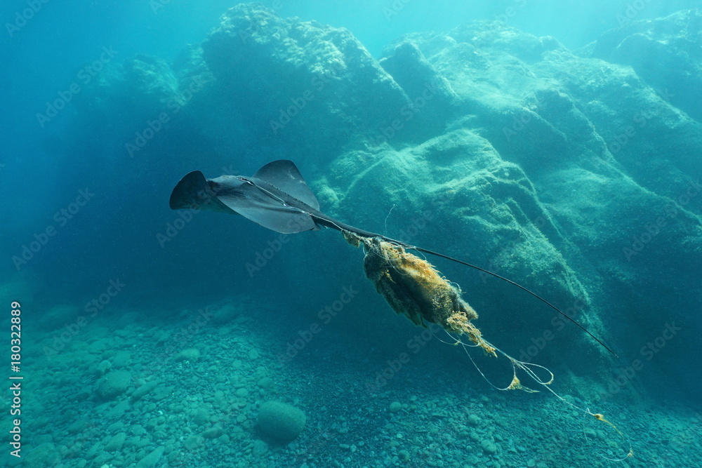 A stingray swims underwater injured and tangled by a fishing line