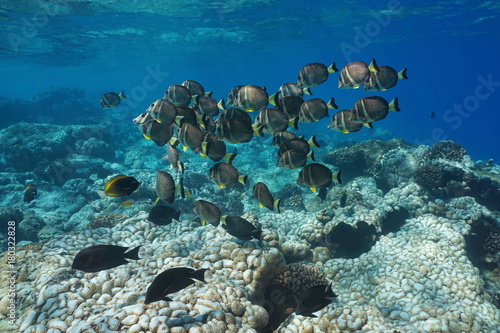 Underwater a school of fish  whitespotted surgeonfish  over a coral reef  Rangiroa  Tuamotus  Pacific ocean  French Polynesia  Oceania