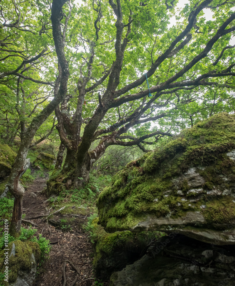 Wild Scottish woodland Wild Scottish woodland