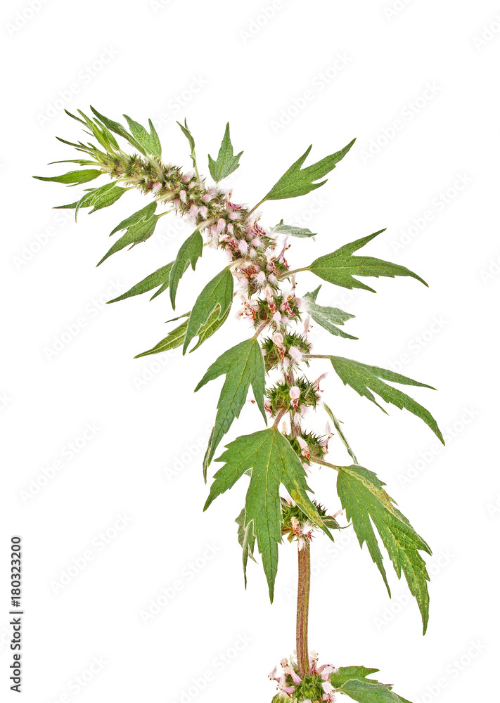 Blooming Leonurus cardiaca or motherwort on a white background, Medical plant Blooming Leonurus cardiaca or motherwort on a white background, Medical plant
