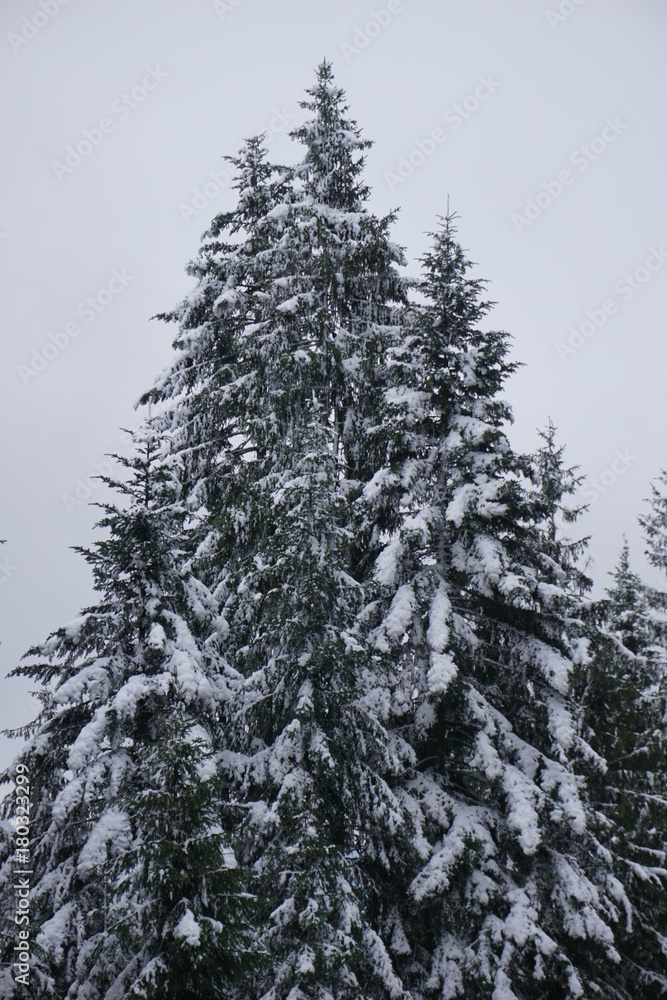 Fichtengruppe in Pyramidenform, schneebedeckt, Tirol, Austria