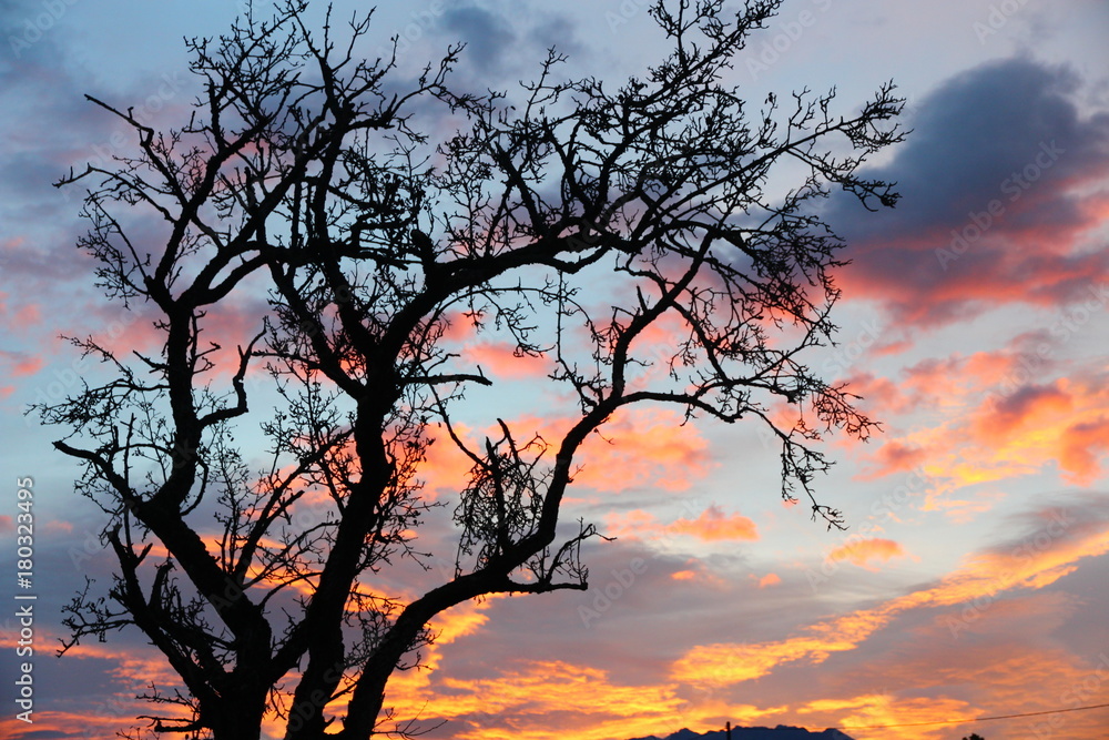 ciel soir arbre