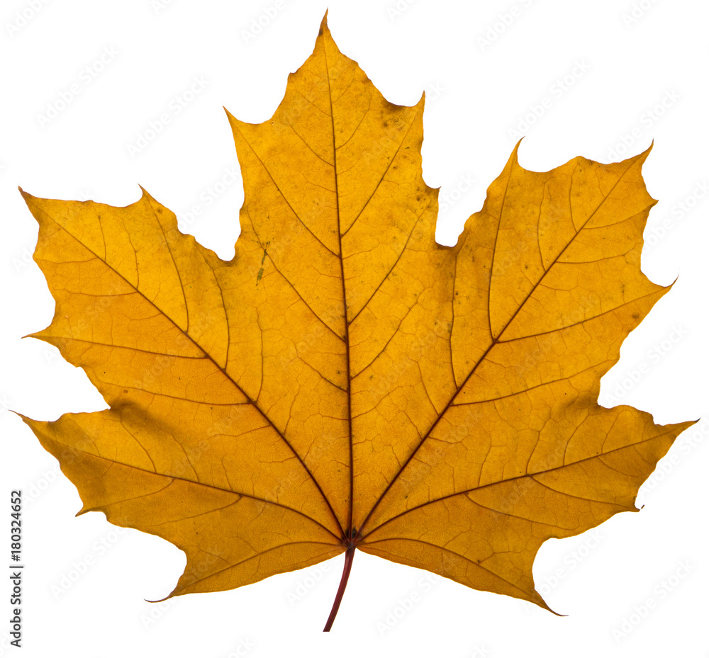 yellow maple leaf on a white background is the most commonly used sun symbol yellow maple leaf on a white background is the most commonly used sun symbol