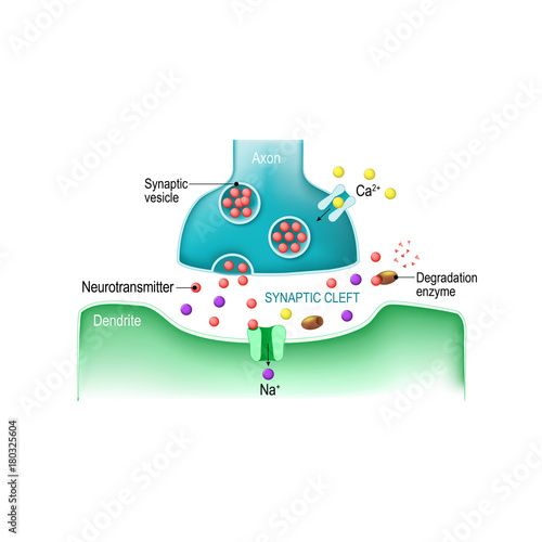 Signal transmission at a chemical synapse