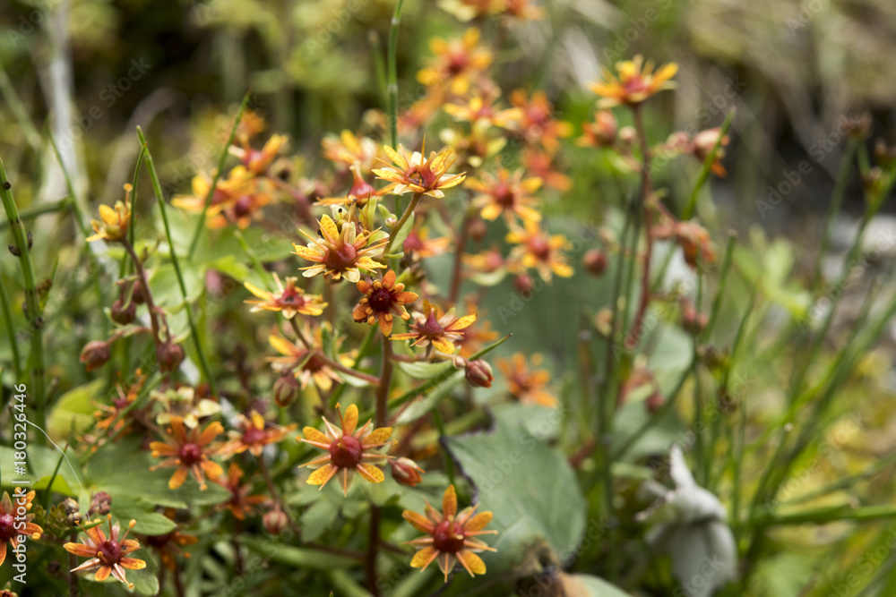 Saxifraga aizoides or yellow mountain saxifrage in the orange color