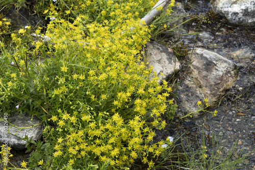Saxifraga aizoides or yellow mountain saxifrage photo