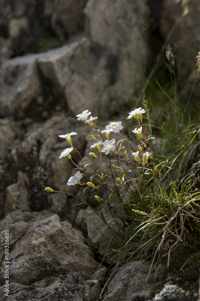 Fototapeta premium Silene pusilla