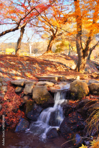 Japanese red maple leaf at Nara park in autumn