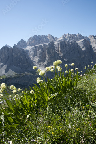 Allium victorialis photo