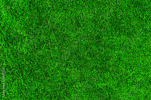 Canvas Print Close up green moss background