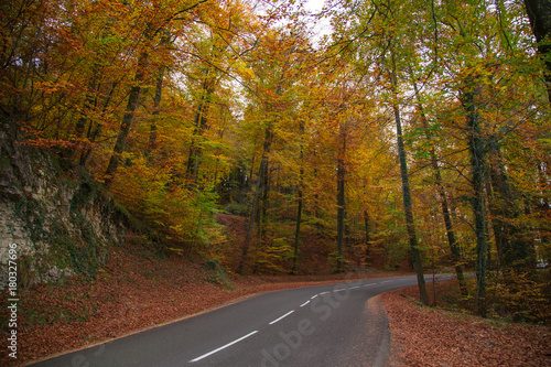 Forêt en automne