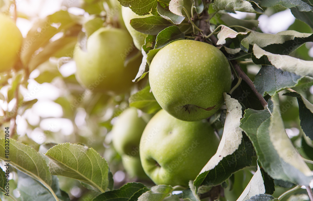 Closeup of green apples on a branch in an orchard Closeup of green apples on a branch in an orchard