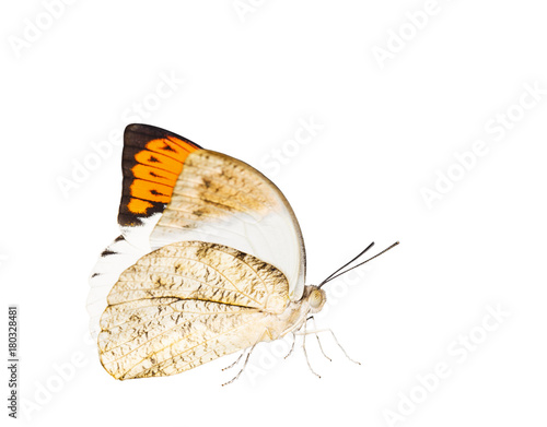 Isolated close up of great orange tip butterfly ( Anthocharis cardamines ) on white photo