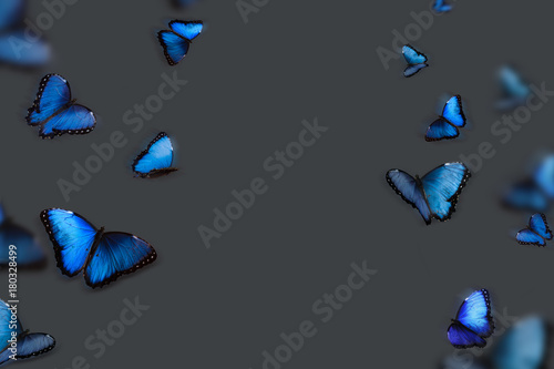 Background with blue butterflies on a gray background
