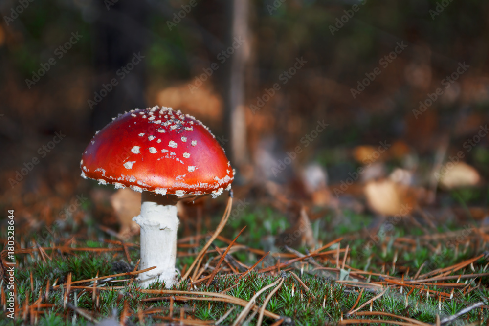 poisonous fresh mushroom grows on moss in the forest poisonous fresh mushroom grows on moss in the forest