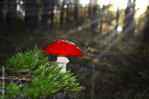 poisonous fresh mushroom grows on moss in a ray of light in the forest