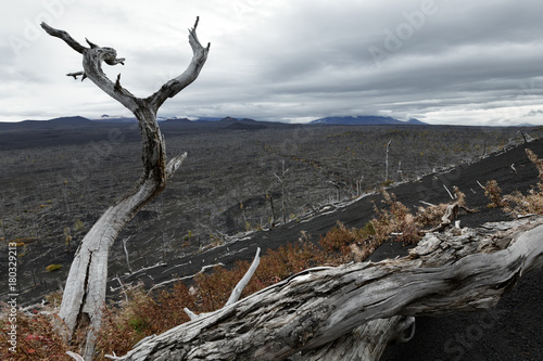 Kamchatka Peninsula volcano landscape: burnt trees (larch) on volcanic slag, ash in Dead Wood (Dead Forest) - consequence of natural disaster - catastrophic eruptions Plosky "Flat" Tolbachik Volcano.