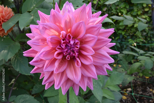 Fototapeta Naklejka Na Ścianę i Meble -  Dahlia rose en été au jardin