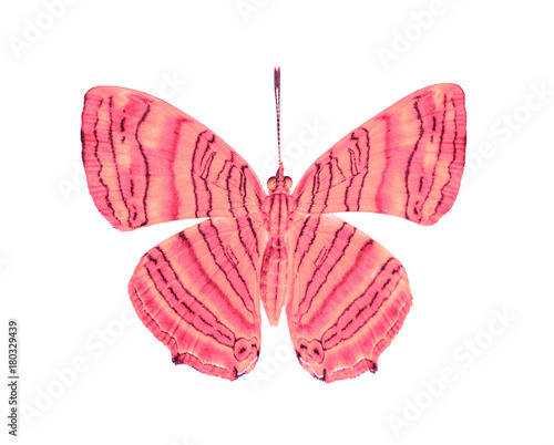 Isolated dorsal view of common maplet (Chersonesia risa ) butterfly on white with clipping path photo
