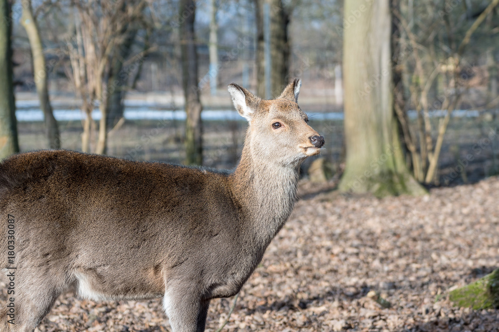 Fototapeta premium Reh ohne Scheu