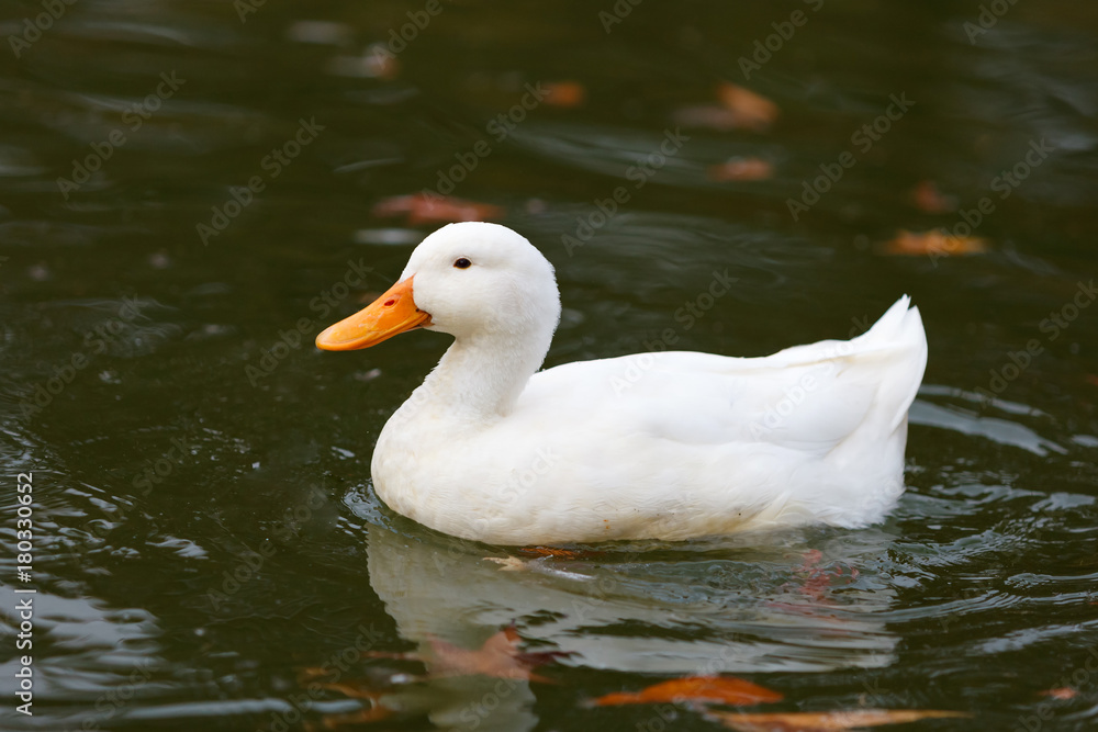 Beautiful duck swimming in a lake