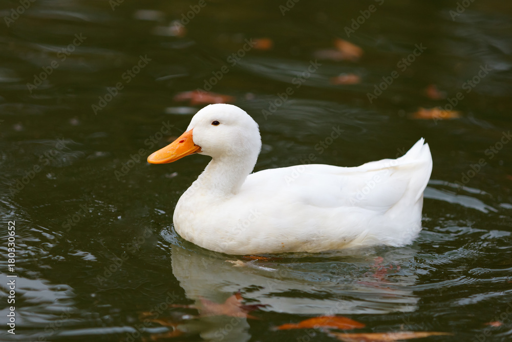 Beautiful duck swimming in a lake Beautiful duck swimming in a lake
