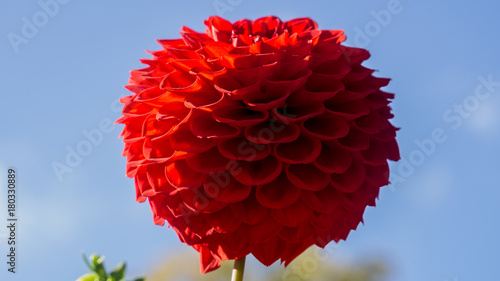 Fototapeta Naklejka Na Ścianę i Meble -  dahlien