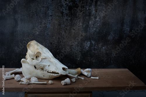 Pig skull and pile of bone on the plank and dirty wall