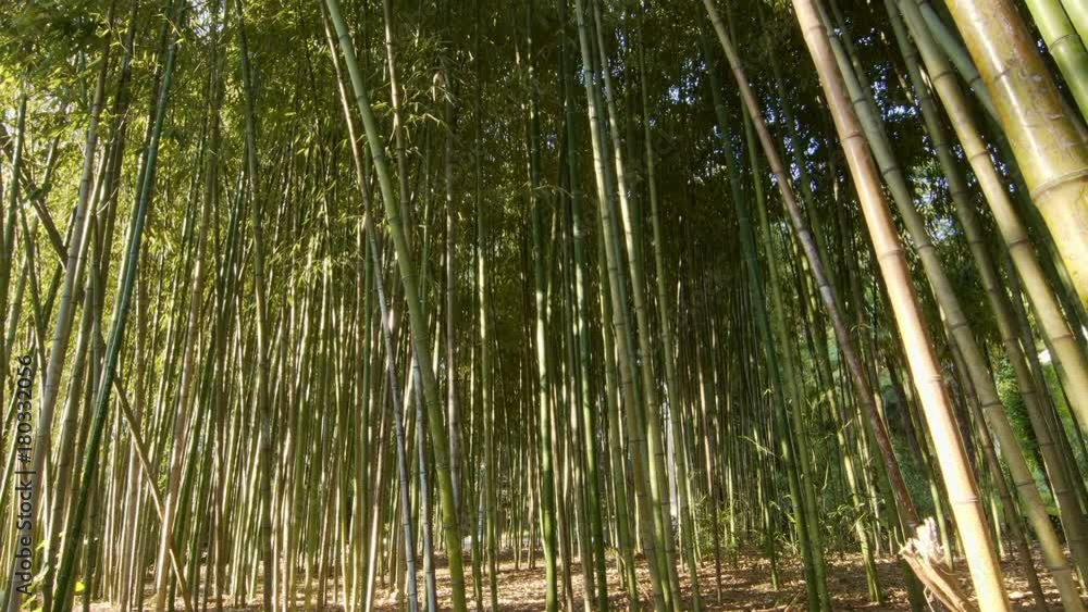 Bamboo forest at the evening vertical panoram from down to up Bamboo forest at the evening vertical panoram from down to up