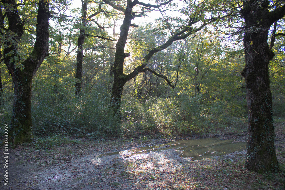 Naklejka premium Spring Sun Shining Through Canopy Of Tall Oak Trees. Sunlight Through Green Tree Crown - Low Angle View