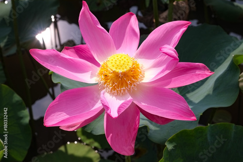 Close up pink lotus are blooming under the sun rays