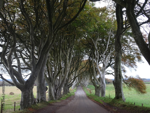 The Dark Hedges - Avenue of beech trees on the way to the Giants Causeway in the north of Ireland, Europe © places-4-you
