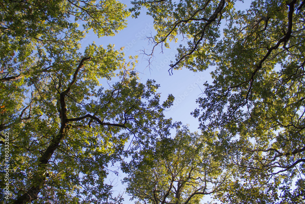 Upper Branches Of Tree. Sunlight Through Green Tree Crown - Low Angle View Upper Branches Of Tree. Sunlight Through Green Tree Crown - Low Angle View