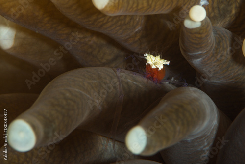 mushroom coral shrimp photo