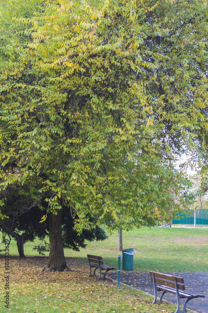 Naklejka premium panchine sotto un albero in autunno