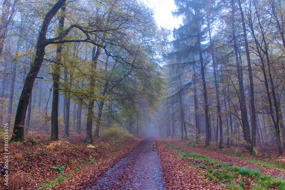Obraz premium Foggy autumn Forest road landscape in Siebengebirge Germany