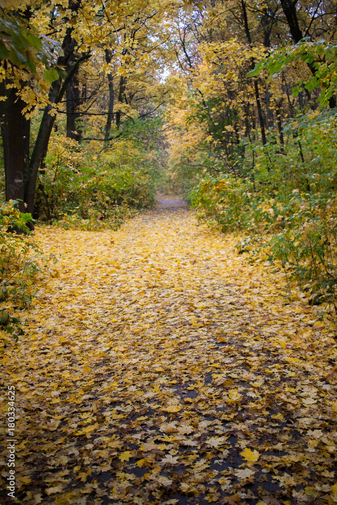 Fall in Voronezh