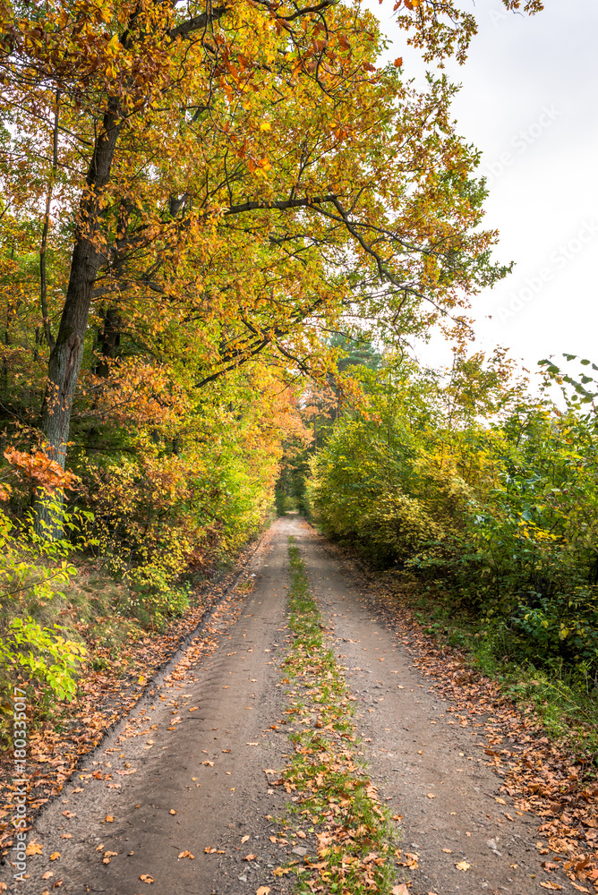 Rural road through forest in autumn, scenic landscape of trees with yellow orange leaves Rural road through forest in autumn, scenic landscape of trees with yellow orange leaves