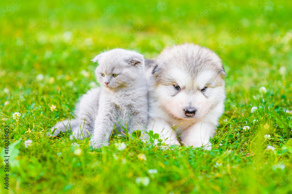 Alaskan malamute puppy and kitten lying together on summer green grass Alaskan malamute puppy and kitten lying together on summer green grass