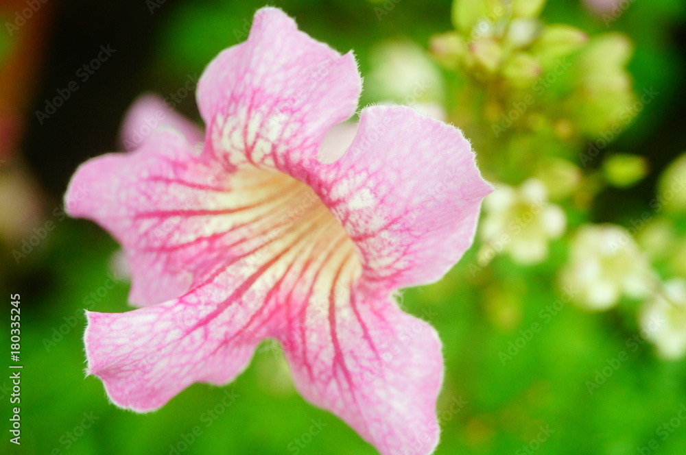 Beautiful flowers, close-up photos of flowers Beautiful flowers, close-up photos of flowers