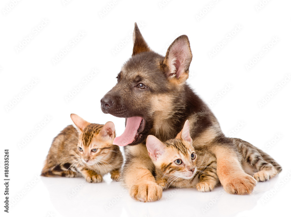 puppy dog embracing little kittens. isolated on white background puppy dog embracing little kittens. isolated on white background