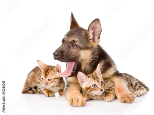 puppy dog embracing little kittens. isolated on white background © Ermolaev Alexandr