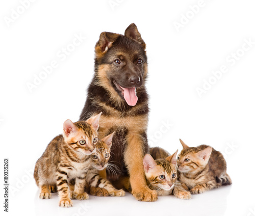 german shepherd puppy and bengal kittens together. isolated on white background