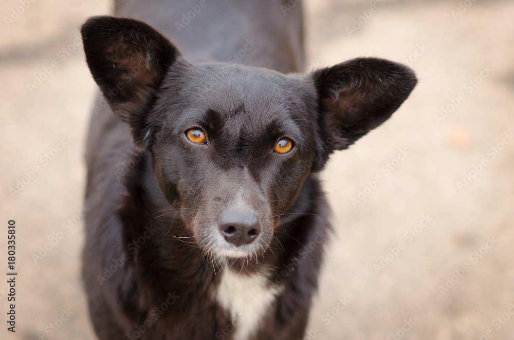 portrait of black dog with a deep look