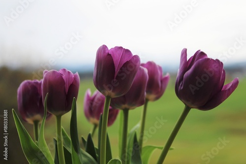 Violette Eistulpen vor unscharfem Landschafts-Hintergrund