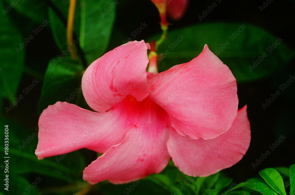 Beautiful flowers, close-up photos of flowers Beautiful flowers, close-up photos of flowers