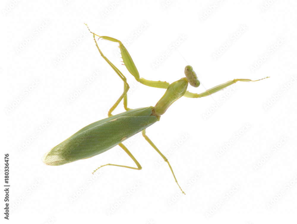 Grasshopper isolated on white background Grasshopper isolated on white background