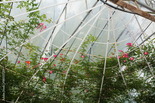 The flowers dome