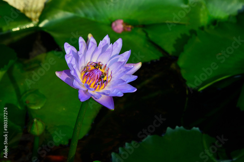 Lotus with bee