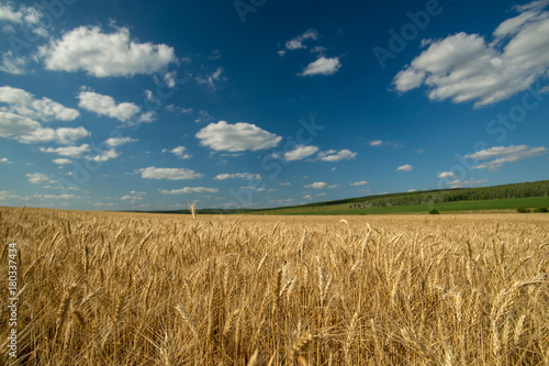 Yellow rye field